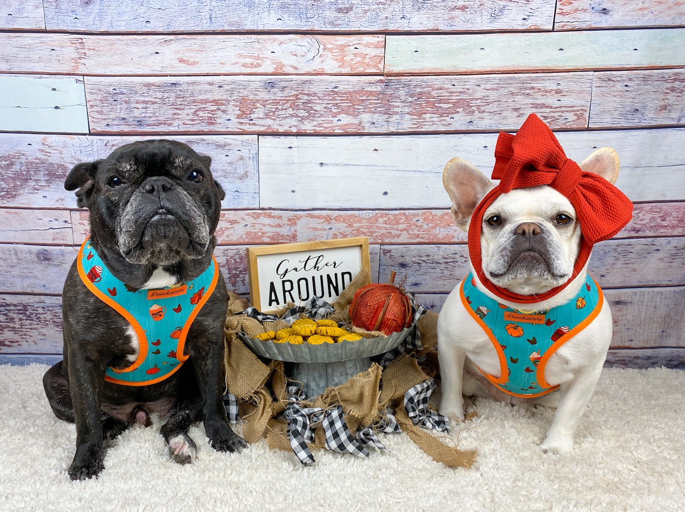Two French bulldogs dressed for fall with a tray of pumpkin cookies.