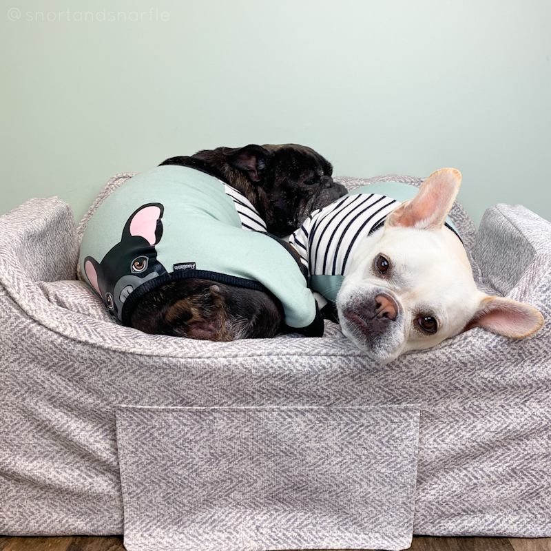 Two french bulldogs laying in a car seat.