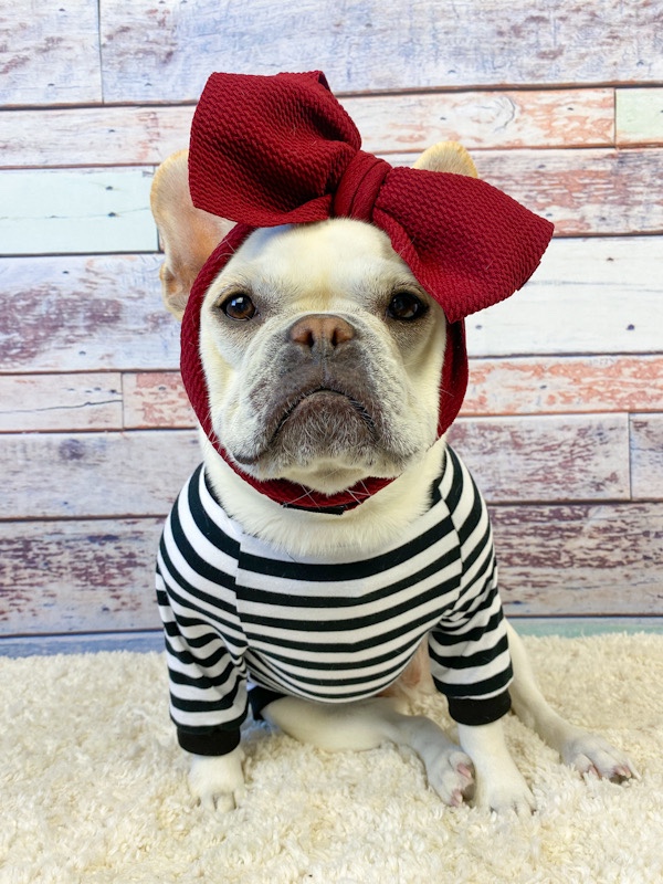 French bulldog with a head bow and striped shirt