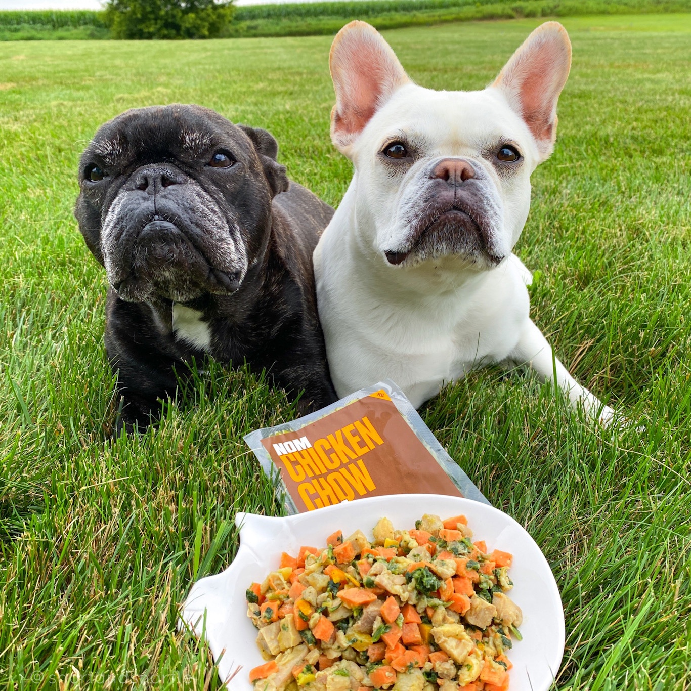 Two french bulldogs with a bowl of fresh food