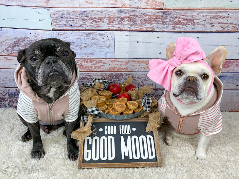 Two French Bulldogs with mini apple pup pies