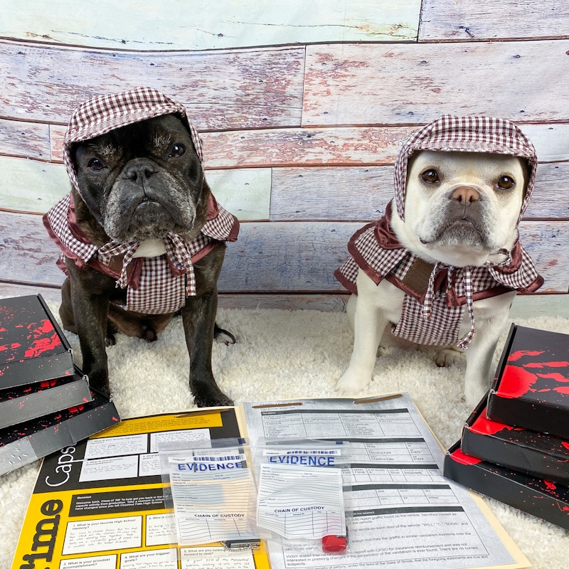 Two french bulldogs in sherlock holmes costumes.
