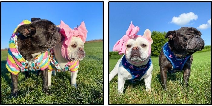 French Bulldogs wearing harnesses, hoodies and head bows.