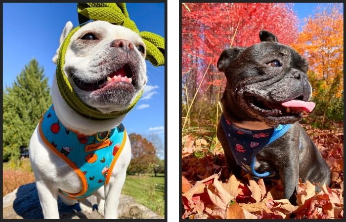 French Bulldogs wearing harnesses and head bows.