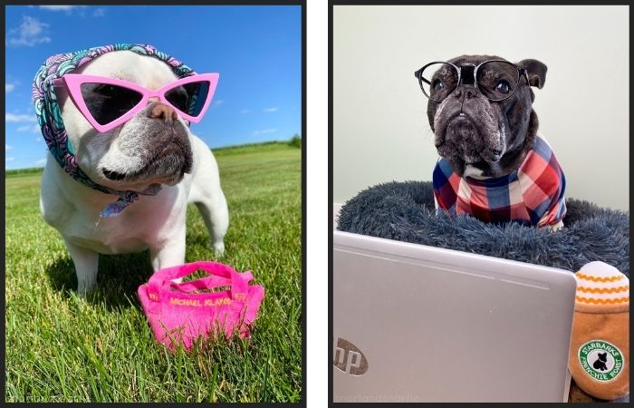 Dogs in glasses with toys.