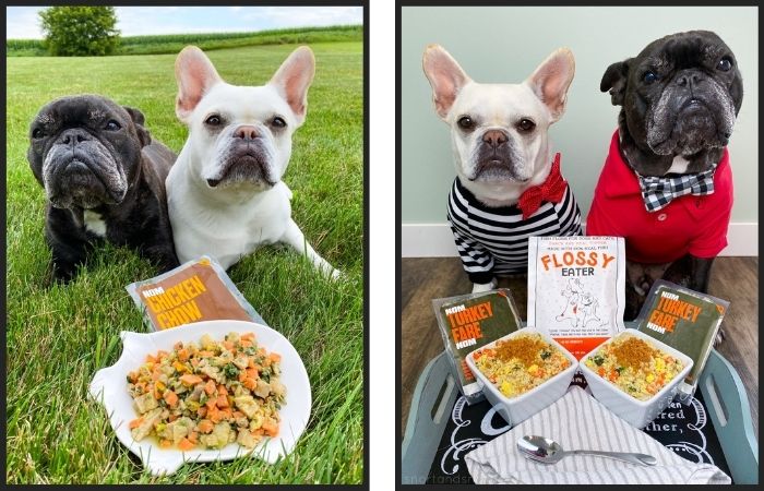 French Bulldogs with fresh food