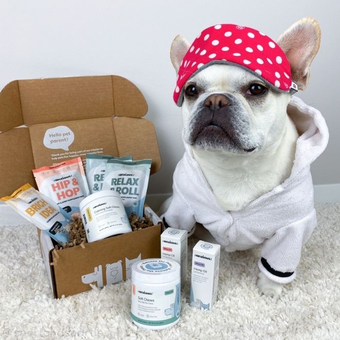 French Bulldog in bathrobe with anixiety supplements