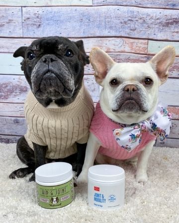 Two french bulldogs with joint supplements